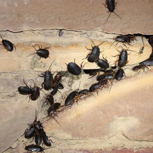 Carica l'immagine nel visualizzatore di Gallery, Esca Scarafaggi 6 Esche Insetticide Vape Blatte Cimici e Scarafaggi