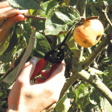 Carica l'immagine nel visualizzatore di Gallery, Amig - Forbice da Potatura a Una Mano | Speciale per Raccolta | Lama Dritta in Acciaio | 185 mm | Manico Antiscivolo | P