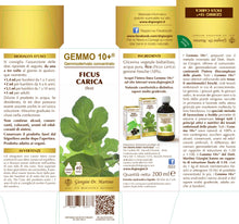 Carica l'immagine nel visualizzatore di Gallery, Dr. Giorgini FICO (Ficus Carica) Gemmoderivato Concentrato Liquido Analcoolico - 200 ml