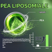 Carica l'immagine nel visualizzatore di Gallery, PEA Liposomiale 1100mg – Palmitoiletanolamide Micronizzata con Luteolina (Confezione da 1)