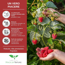 Carica l'immagine nel visualizzatore di Gallery, Magic of Nature: Semi di Lampone Rosso circa 50 Pz