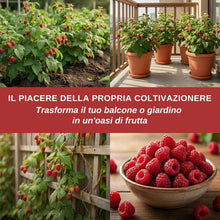 Carica l'immagine nel visualizzatore di Gallery, Magic of Nature: Semi di Lampone Rosso circa 50 Pz