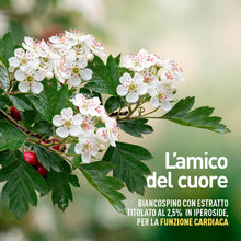 Carica l'immagine nel visualizzatore di Gallery, LongLife® Biancospino | 2,5% in iperoside | Funzione cardiovascolare