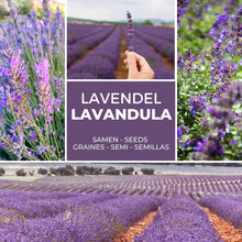 Carica l'immagine nel visualizzatore di Gallery, Magic of Nature: Semi di Lavanda Vera - circa 150 Pz