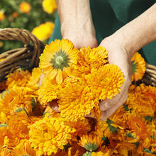 Carica l'immagine nel visualizzatore di Gallery, Weleda Baby Crema Protettiva Calendula, per cambio pannolino, lenisce e protegge, con estratti di calendula e ossido di 