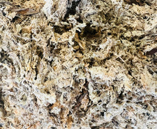 Carica l'immagine nel visualizzatore di Gallery, Sfagno del Madagascar, substrato vegetale per idrocolture, 5 litri