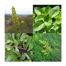 Carica l'immagine nel visualizzatore di Gallery, Magic Garden Seeds Set regalo di semi bio Piante tintorie, 4 varietà