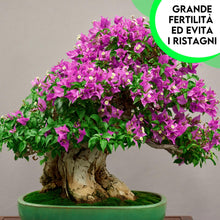 Carica l'immagine nel visualizzatore di Gallery, ZOMA Garden Pomice per Piante, Ideale per Piante Grasse Vere, Bonsai e Orchidee Pietra Inerte per Tutti i Substrati, Alt