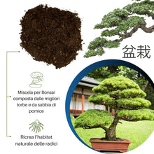 Carica l'immagine nel visualizzatore di Gallery, GebEarth® - Terriccio Specifico per Bonsai | Substrato Professionale per Radici più Forti e Aerazione Ottimale 【3L】