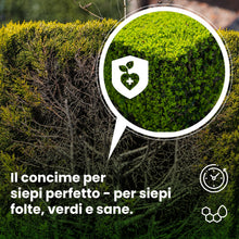 Carica l'immagine nel visualizzatore di Gallery, LERAVA Concime siepe (1,7 kg) - fertilizzante a lenta cessione - crescita rigogliosa - per siepi verdi e dense - ideale 
