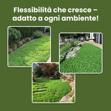 Carica l'immagine nel visualizzatore di Gallery, LERAVA Trifoglio Nano (50 m²) - Semi prato resistente al calpestio - copertura fitta e uniforme per zone in ombra e sole