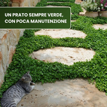 Carica l'immagine nel visualizzatore di Gallery, R&amp;R SHOP - Semi Per Prato, Dichondra Repens, Origine Usa, Resistente E Decorativo (200gr - 20mq)