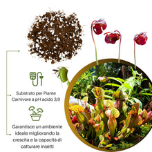 Carica l'immagine nel visualizzatore di Gallery, GebEarth® | Terriccio Piante Carnivore | pH Acido 3,9 | Miscela Professionale con Torba Bionda Acida di Sfagno e Perlite