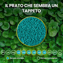 Carica l'immagine nel visualizzatore di Gallery, R&amp;R SHOP - Semi Per Prato, Dichondra Repens, Origine Usa, Resistente E Decorativo (200gr - 20mq)