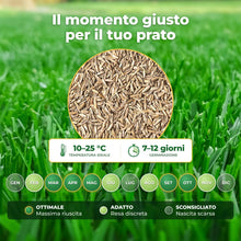 Carica l'immagine nel visualizzatore di Gallery, R&amp;R SHOP - Semi per Prato, Festuca Arundinacea, Resistente e Duratura (500gr - 20Mq)