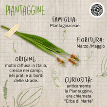Carica l'immagine nel visualizzatore di Gallery, Dr. Theiss Mucoplant Piantaggine 250 ml - Sciroppo Gola e Vie Respiratorie, con Calmanti Naturali (Miele, Melassa, Menta
