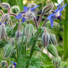 Carica l'immagine nel visualizzatore di Gallery, Borragine (Borago officinalis) - circa 50 semi