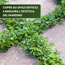 Carica l'immagine nel visualizzatore di Gallery, R&amp;R SHOP - Semi Per Prato, Dichondra Repens, Origine Usa, Resistente E Decorativo (200gr - 20mq)