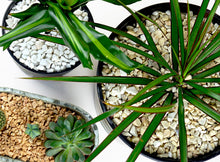 Carica l'immagine nel visualizzatore di Gallery, Ghiaia Bianco 1,8Kg - Sassolini Decorativi (9-12 mm)