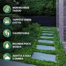 Carica l'immagine nel visualizzatore di Gallery, R&amp;R SHOP - Semi Per Prato, Dichondra Repens, Origine Usa, Resistente E Decorativo (200gr - 20mq)