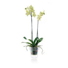 Carica l'immagine nel visualizzatore di Gallery, VASO TRASPARENTE "PORTO" CON SUPPORTO PER ORCHIDEE DIAMETRO CM 14 COMPLETO... - Ilgrandebazar
