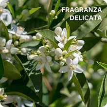 Carica l'immagine nel visualizzatore di Gallery, Lierac Body Nutri+ Latte Relipidante Nutriente Corpo con Burro di Karité,...