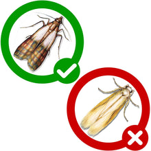 Carica l'immagine nel visualizzatore di Gallery, PIC Trappola Anti Tarme del Cibo - Confezione da 3 buste con due trappole =... - Ilgrandebazar