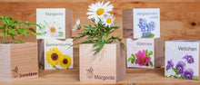 Carica l'immagine nel visualizzatore di Gallery, Extragifts ecocube Caffè - piante nel cubo di legno verde - Ilgrandebazar