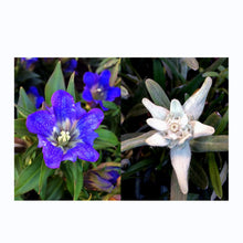 Carica l'immagine nel visualizzatore di Gallery, Stella alpina &amp; genziana - Set regalo di semi con due famosi fiori alpini