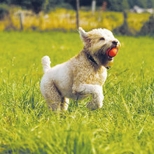 Carica l'immagine nel visualizzatore di Gallery, Palla in gomma resistente e durevole per giochi cane Taglia M Chuckit Ultra Ball